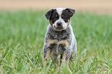 BOUVIER AUSTRALIEN 185